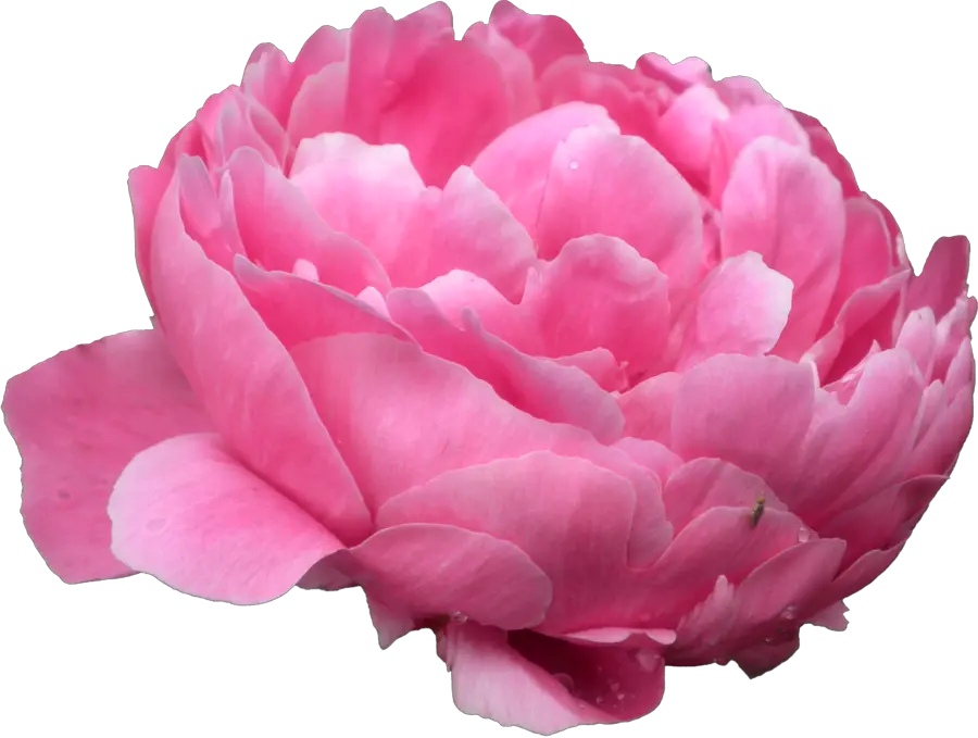 Download Free Png Peonies Photo Peony Peonies Png