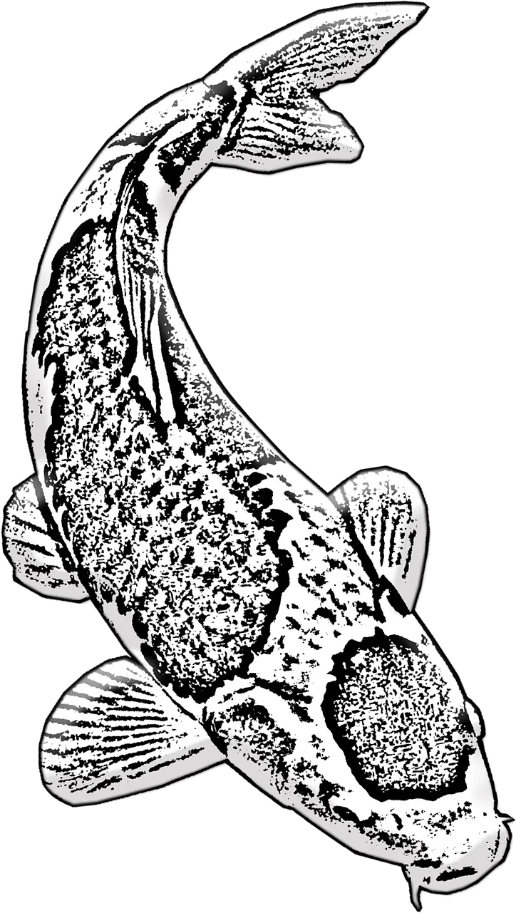 Koi Fish Aquarium Sketsa Ikan Koi Hitam Putih Png Koi Fish Png