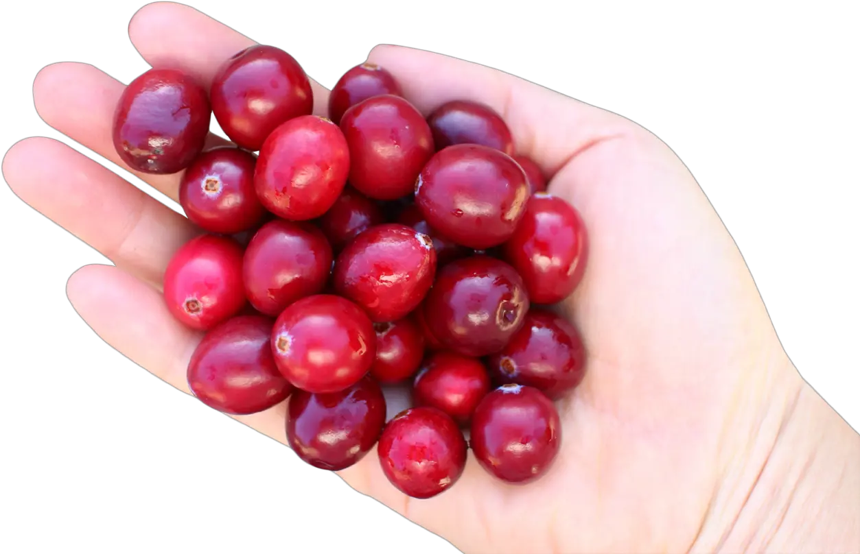 Cranberry In Hand Png Image Cranberry Cranberry Png