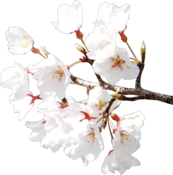 Sakura Flower Png Hd T Fiori Di Png White Cherry Blossom Psd Sakura Flower Png