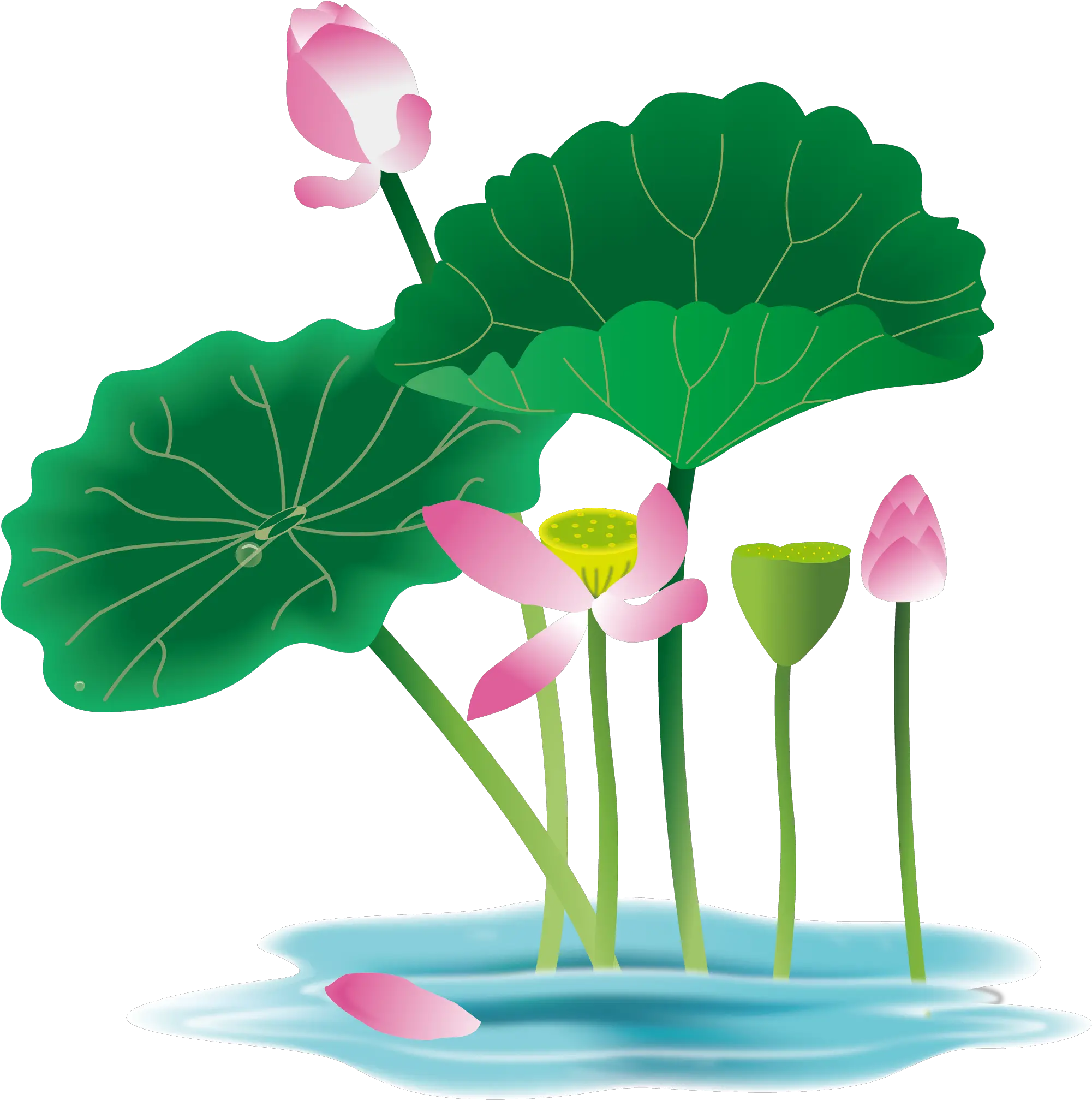 Lotus Flower Graphic Png Hand Painted Flower Plant Water Waterlily Vector Lotus Transparent Background
