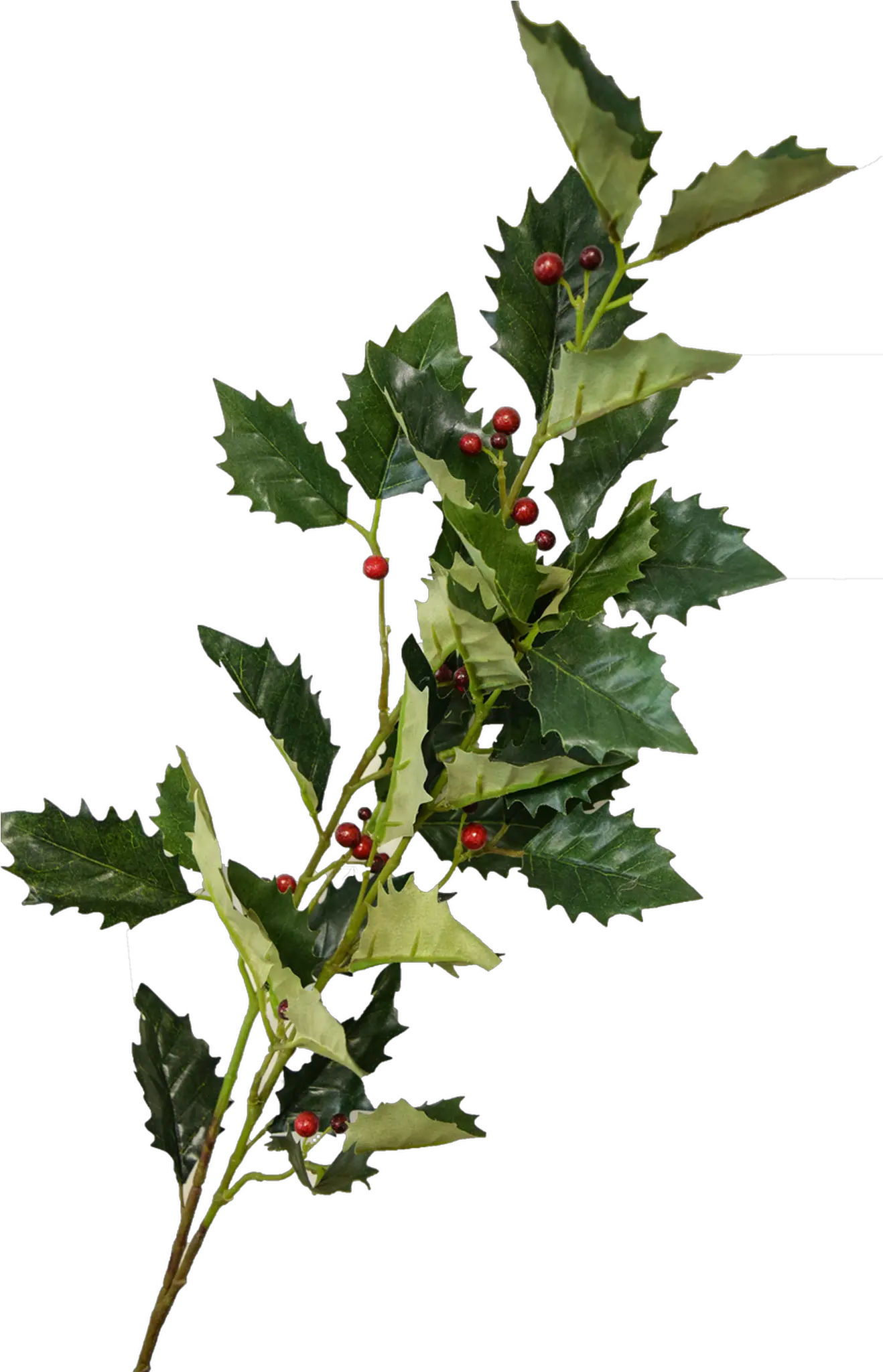 Holly Berry Spray Redgreen 41 American Holly Png Holly Leaves Png