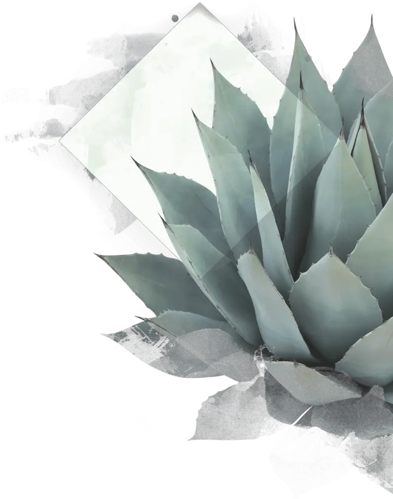 Agave Plant Blue Agave Plant Drawing Png Agave Png