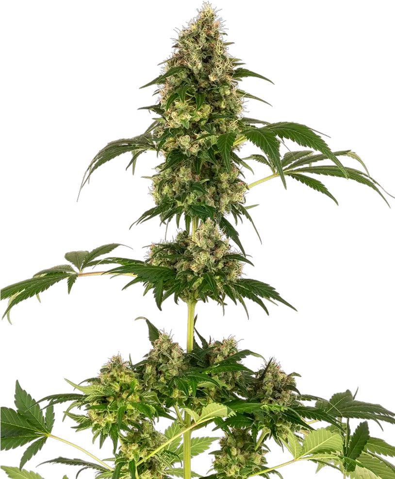 Cobalt Haze Sensi Seeds Strain Info Growdiaries Cobalt Haze Png Haze Png