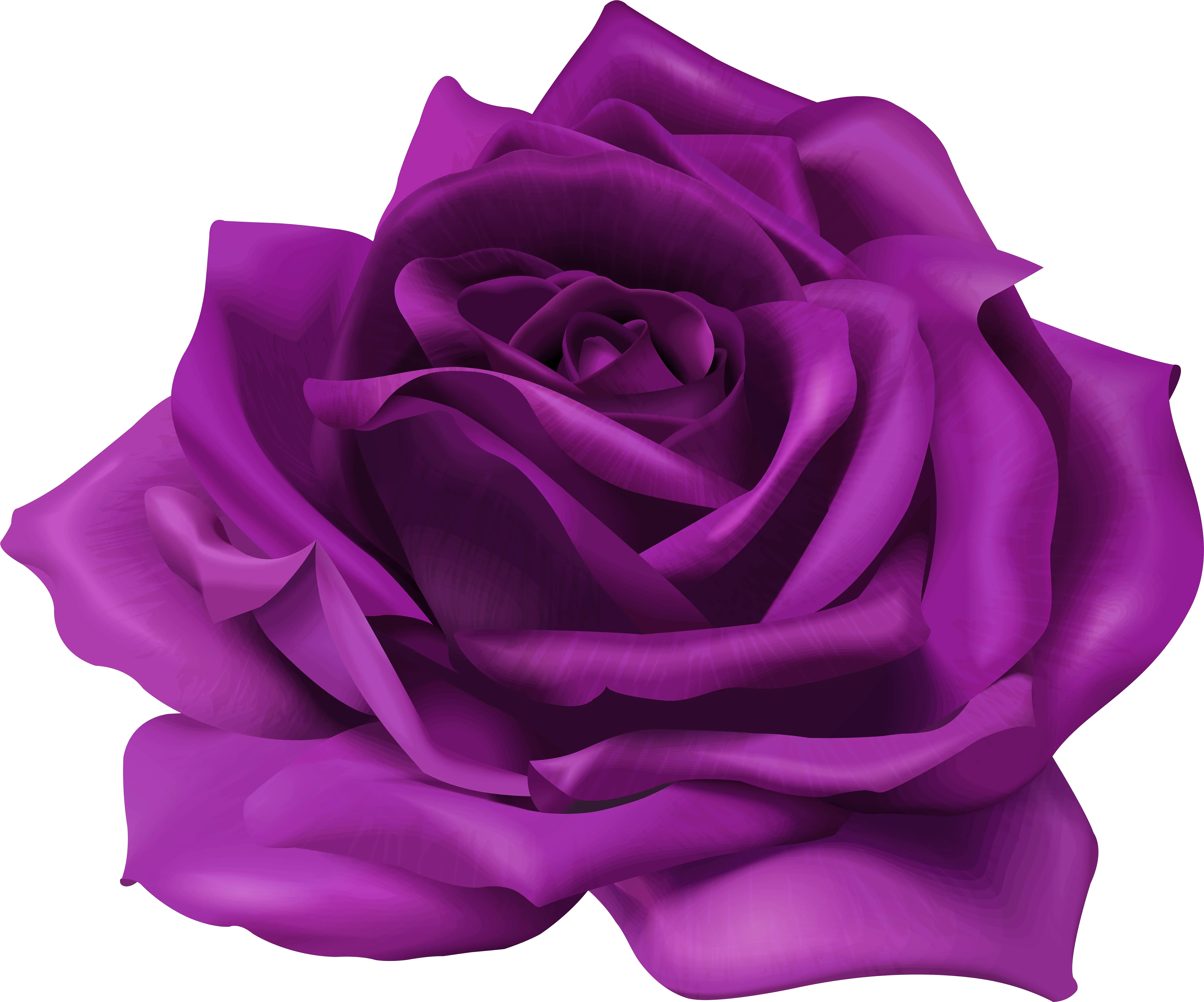 Lavender Purple Rose Png U0026 Free Rosepng Transparent Purple Flower Png Roses Transparent