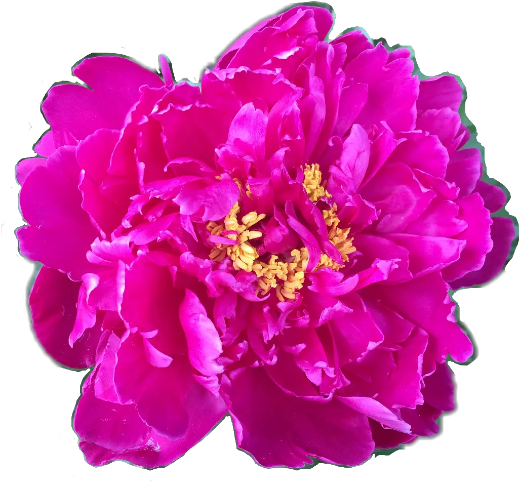 Download Flower Floral Peony Peonies Fuschia Yellow Pink Common Peony Png Peony Png