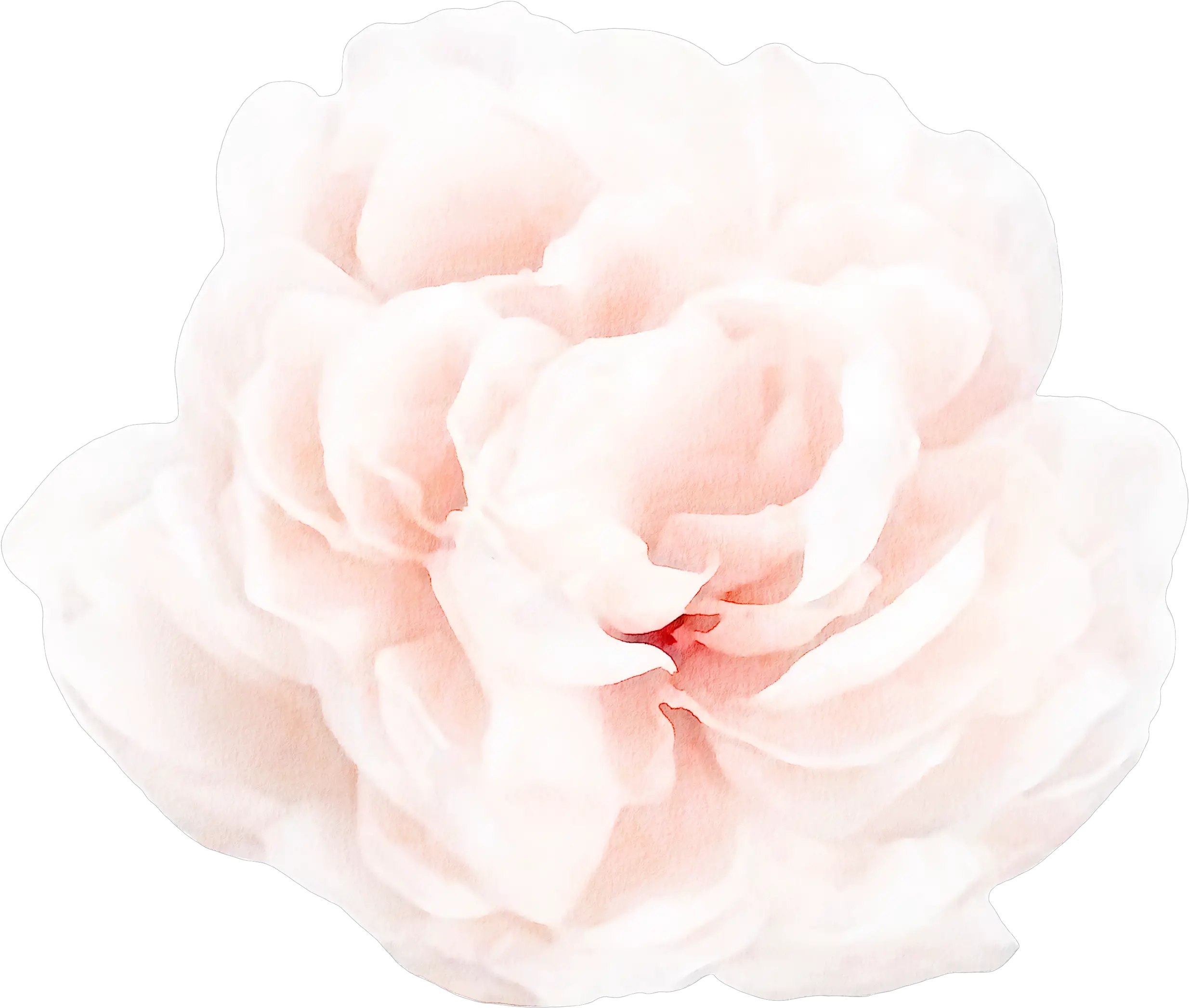 Floral Wall Decals Peony 4 Png Peony Transparent