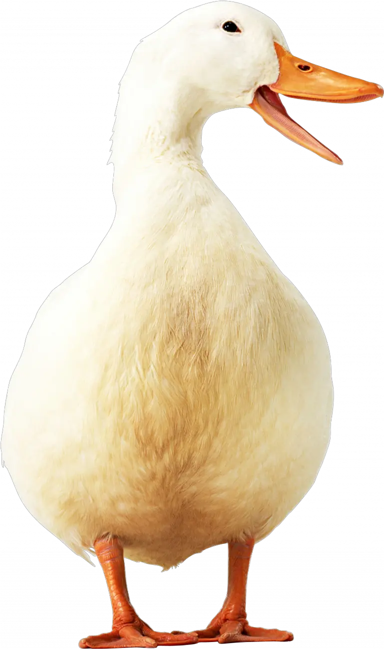 Goose Transparent Png Image Duck Icon Png Goose Png