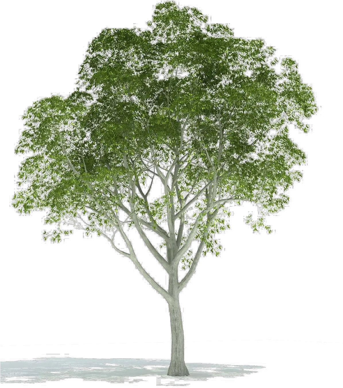 Realistic Tree Png Image Background Trees For Architectural Rendering Trees Background Png