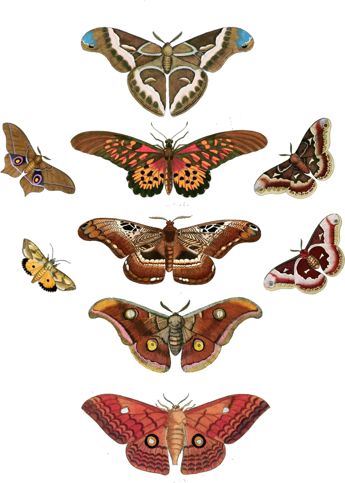 Butterfly Moth Vintage Free Stock Butterfly Png Moth Transparent Background