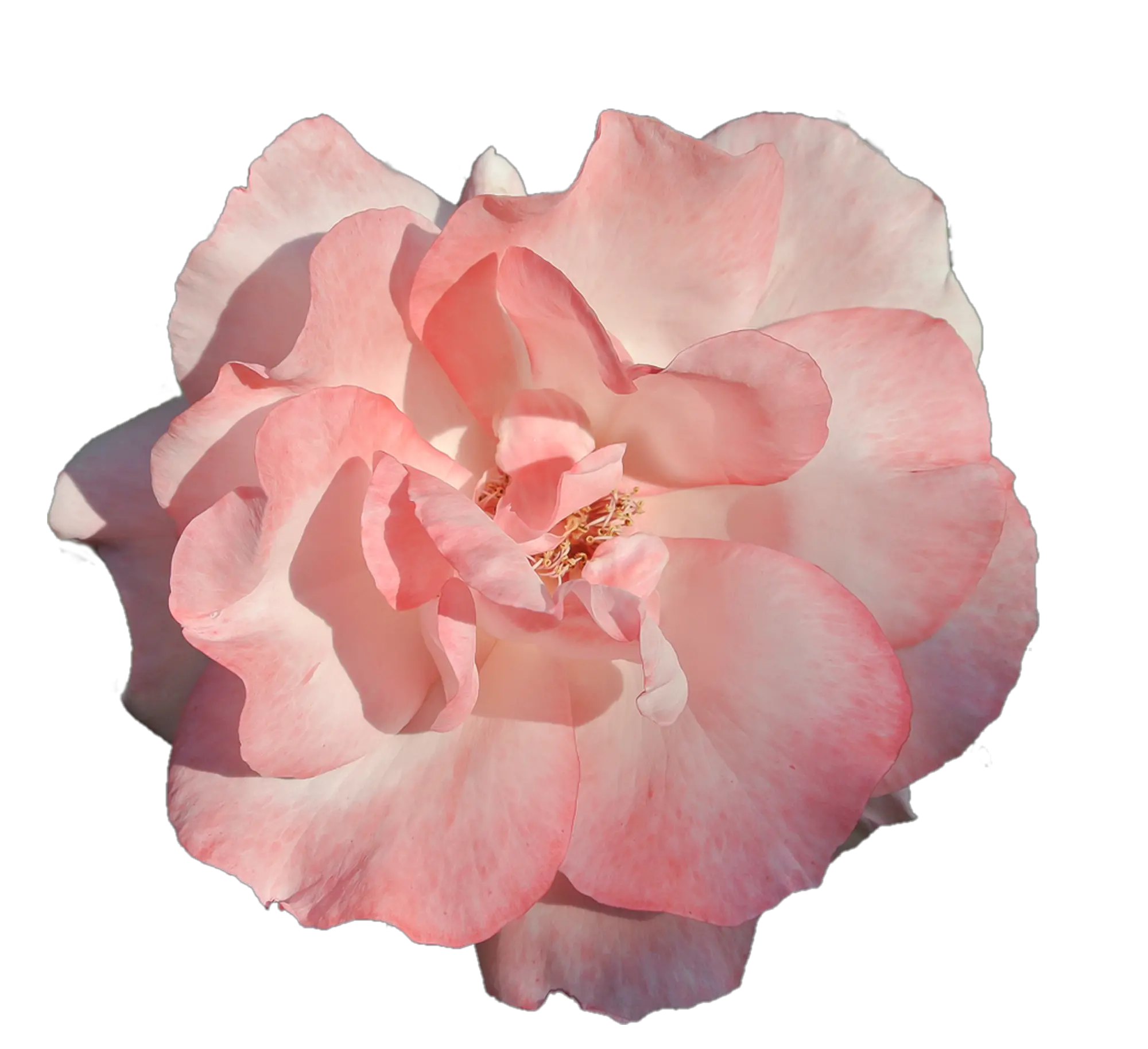 Download Free Photo Of Flower Pink Rose Flor Rosa Fundo Transparente Png Roses Transparent Background