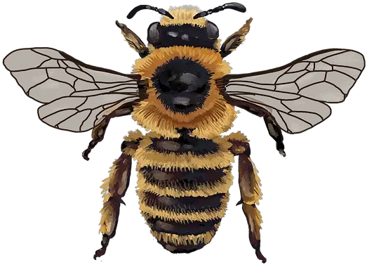 Flammeus Mysite Honeybee Png Honey Bee Png