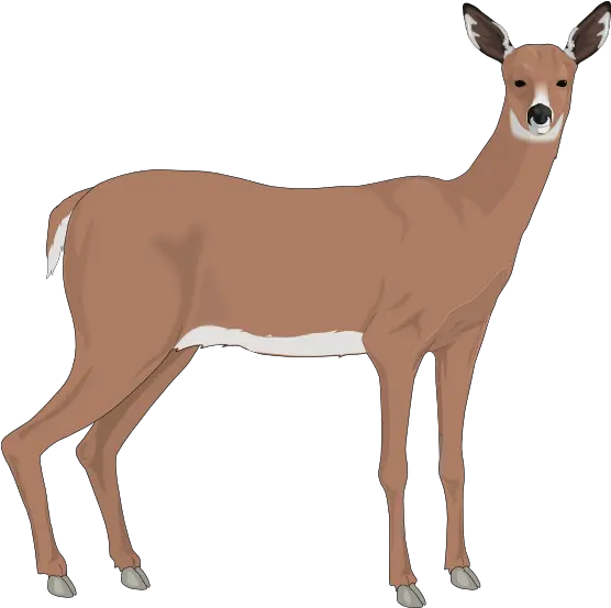 Deer Free To Use Clipart Doe Deer Clipart Png Deer Transparent