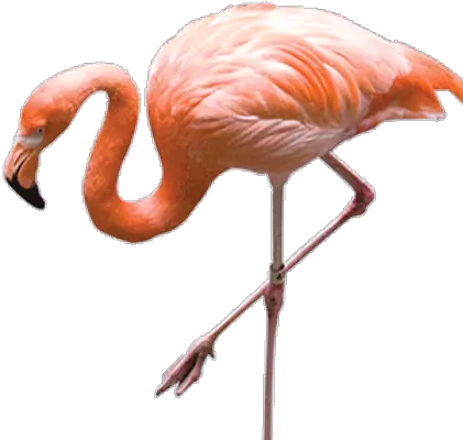 Flamingo Png Images Real Flamingo Transparent Background Flamingo Png