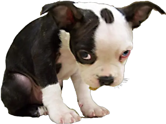 Sad Dog Ok Meme Transparent Png Image Sad Puppy Dog Face Sad Dog Png