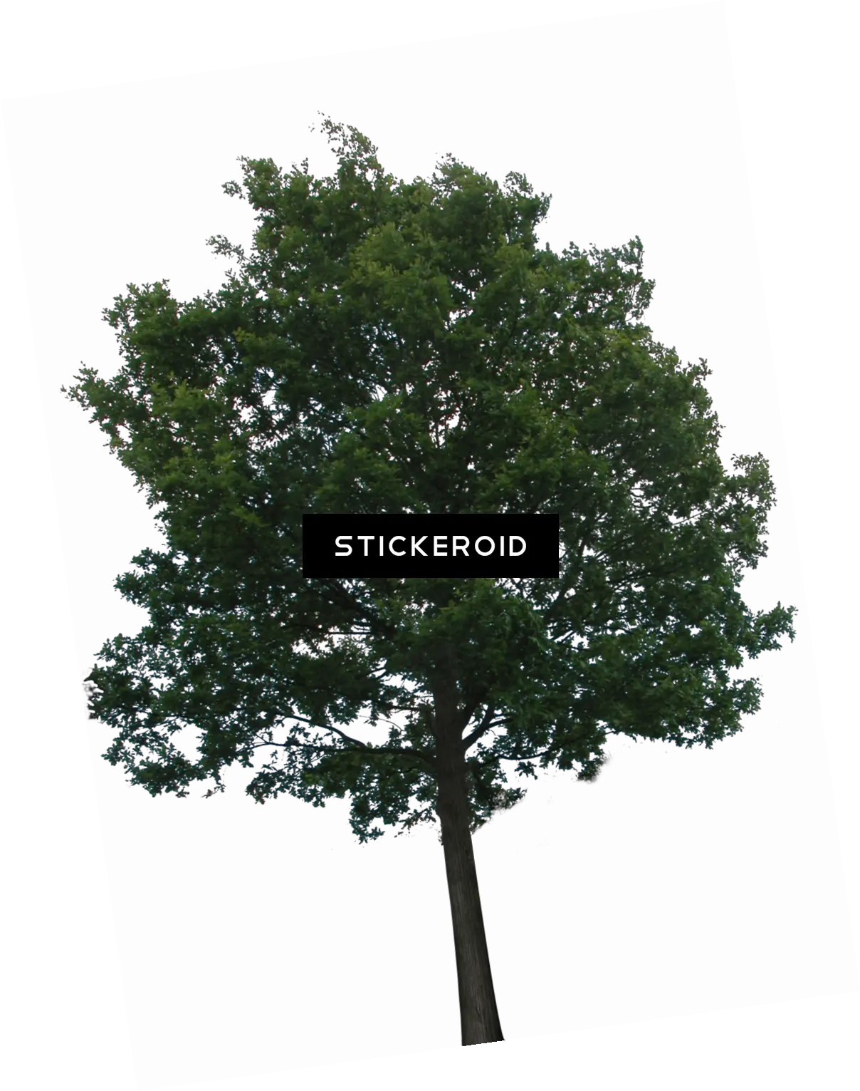 Download Hd Tree Tree Transparency Png Trees Background Png