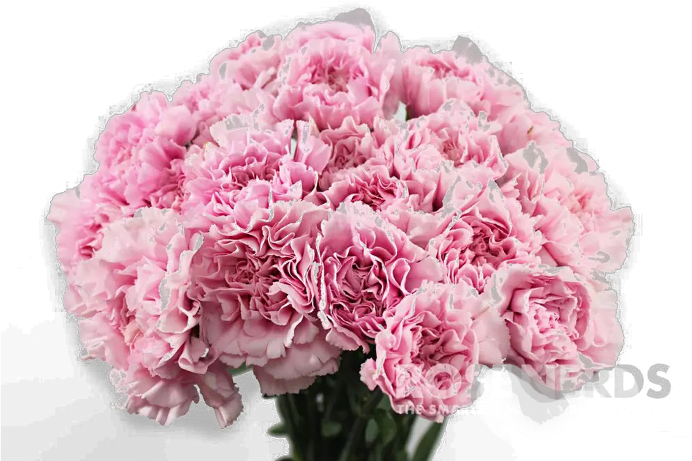 Carnation Flower Png Download Carnation Flower Png Carnation Png