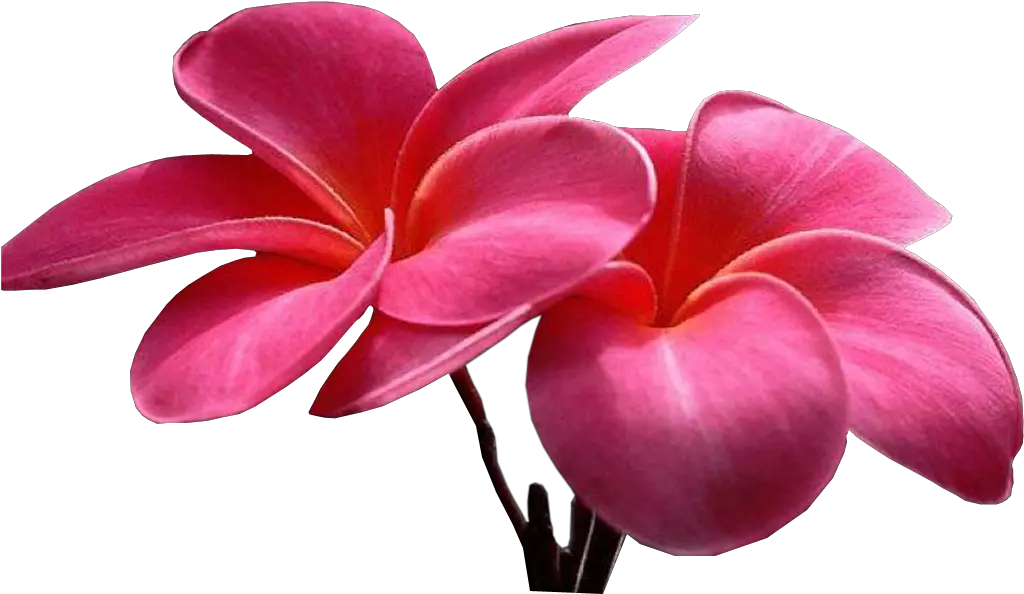 Sweet Picture Of Flower Png Image With Flowers Pics Animation Colorful Flowers Png