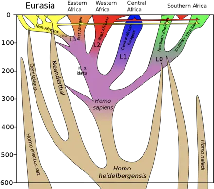 Archaic Homo Homo Sapien Ancestors Png Direct Ancestor Icon