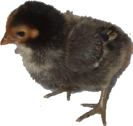 Baby Chick Png Ameraucana Baby Chick Png