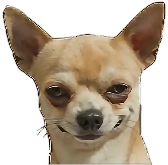 Picture Dog Funny Chihuahua Png Chihuahua Png