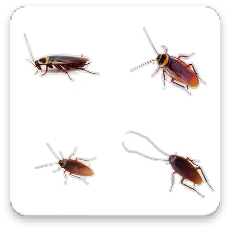 Download Cockroach Apk Sticker Pack For Whatsapp Free Parasitism Png Cockroach Icon