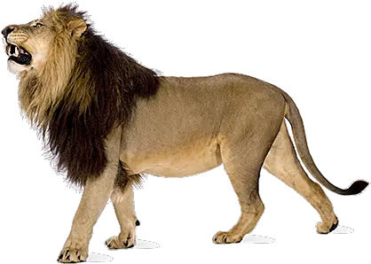 Angry Lion Png Images Download Transparent Angry Lion Png Lion Png Transparent