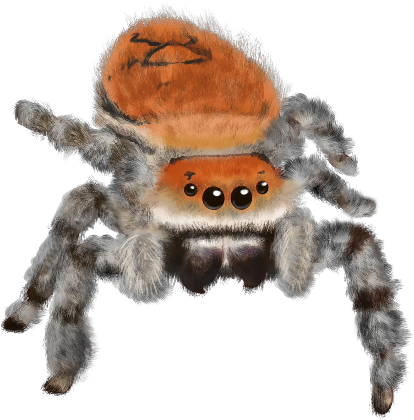 Transparent Png Image Tarantula Tarantula Png