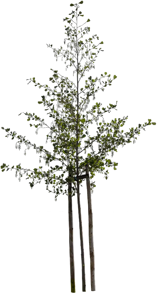 Alnus Glutinosa Small Deciduous Trees Tree Plants Tree Png Tree Cutout Png png