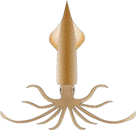 File201208 Spear Squidpng Wikimedia Commons Squid With Triangle Head Squid Png