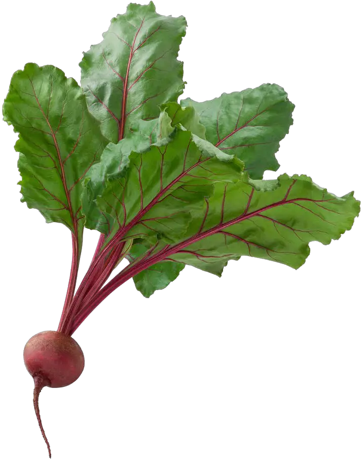 Download Free Beetroot Fresh Png File Hd Icon Favicon Beets Transparent Background Png Beet Icon