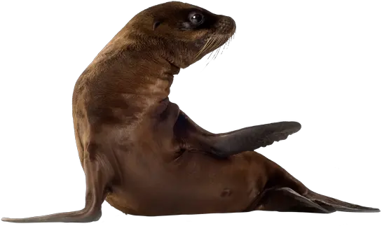 Vertebrate Seal California Sea Lion California Sea Lion Png Sea Lion Png