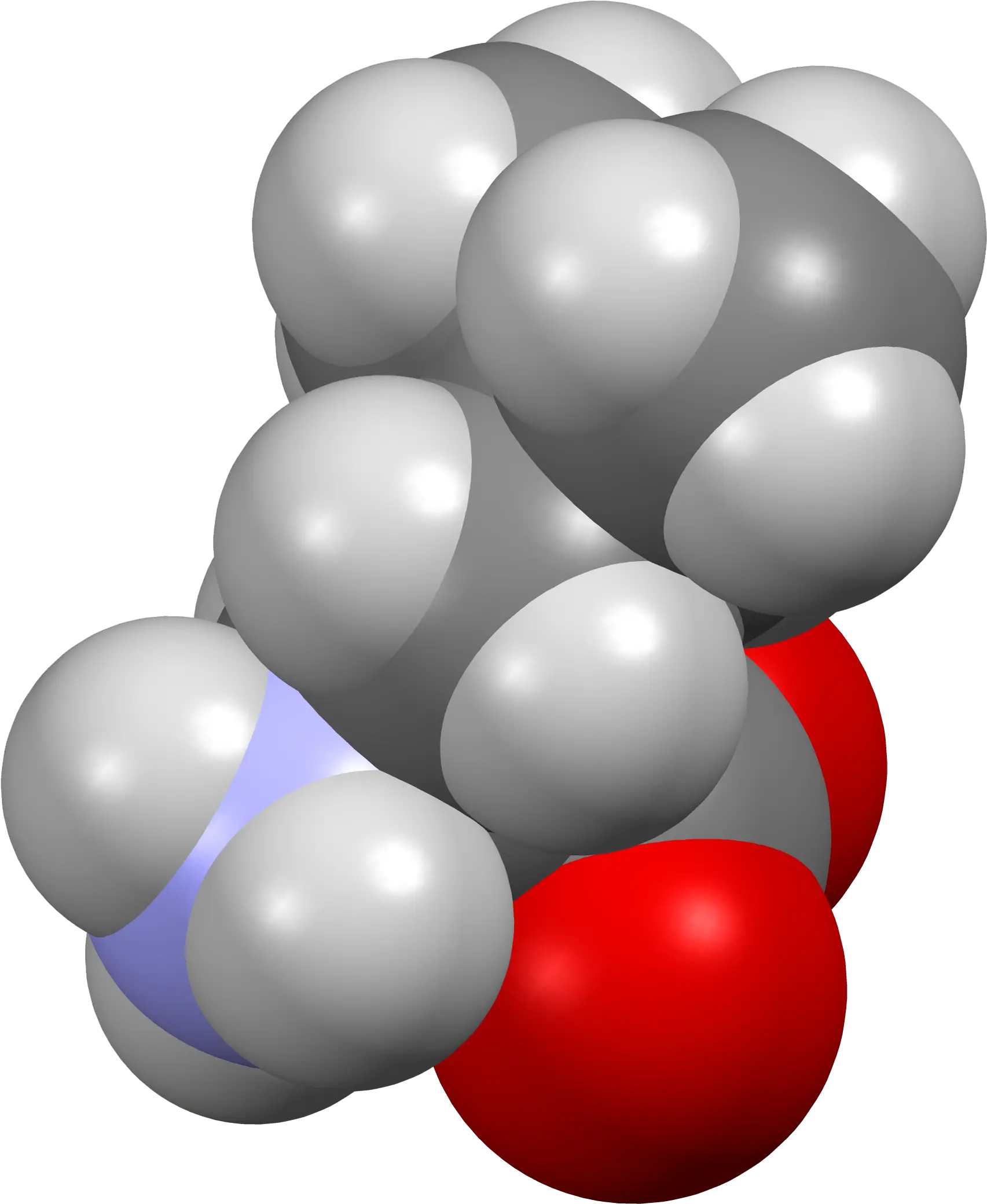 Fileleucine Fromxtal3dsfpng Wikimedia Commons Leucine Space Filling Model Sf Icon