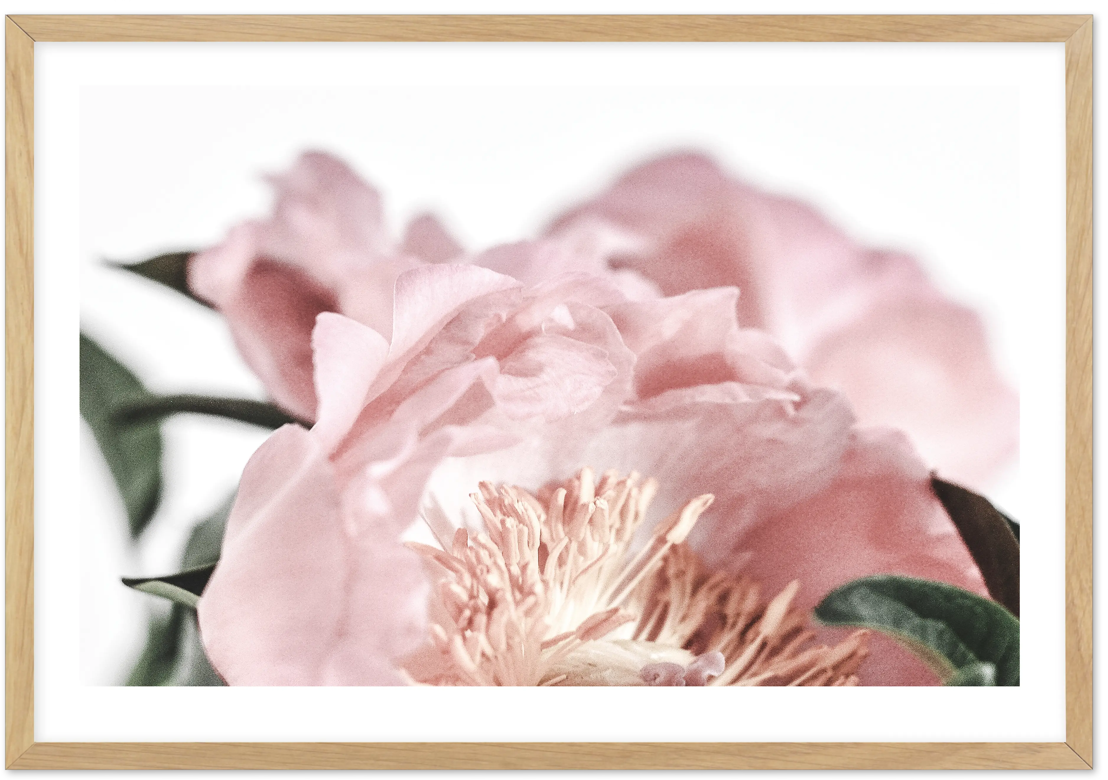 Peonies Ii Png