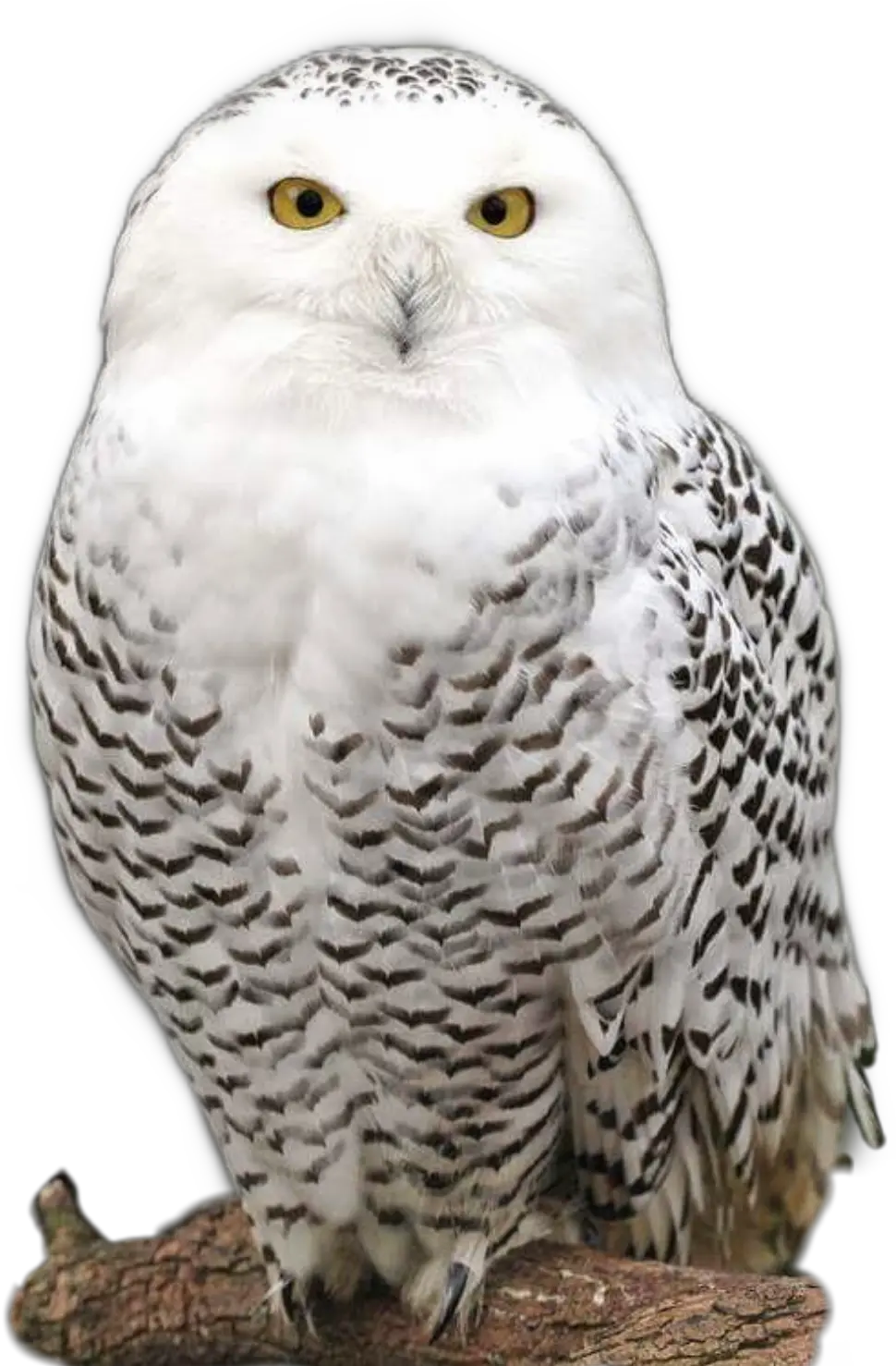 Harrypotter Hedwig Owl Whiteowl Sticker Snowy Owl Png Hedwig Png