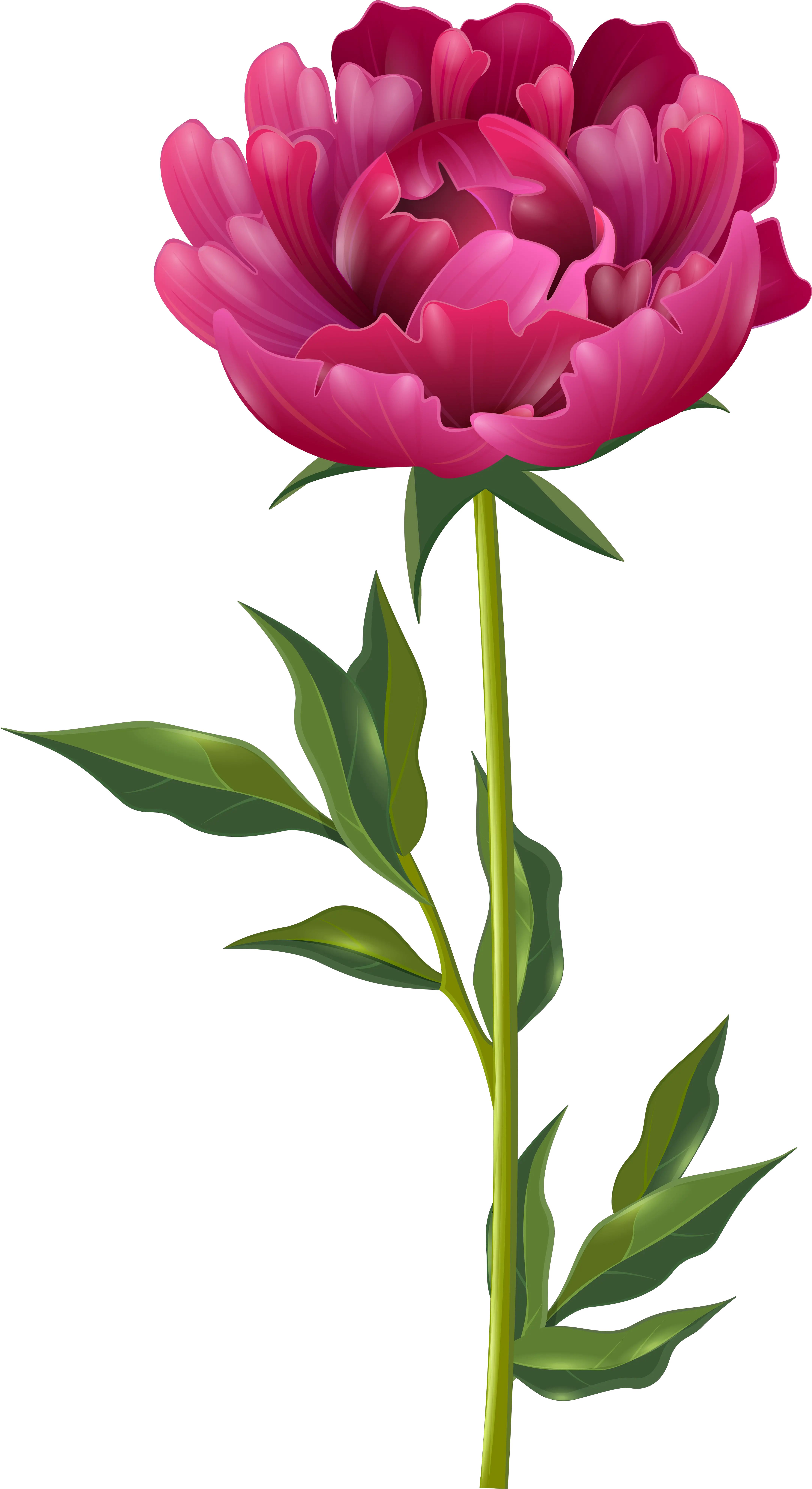 4923 Peony Clip Art Png Peonies Png