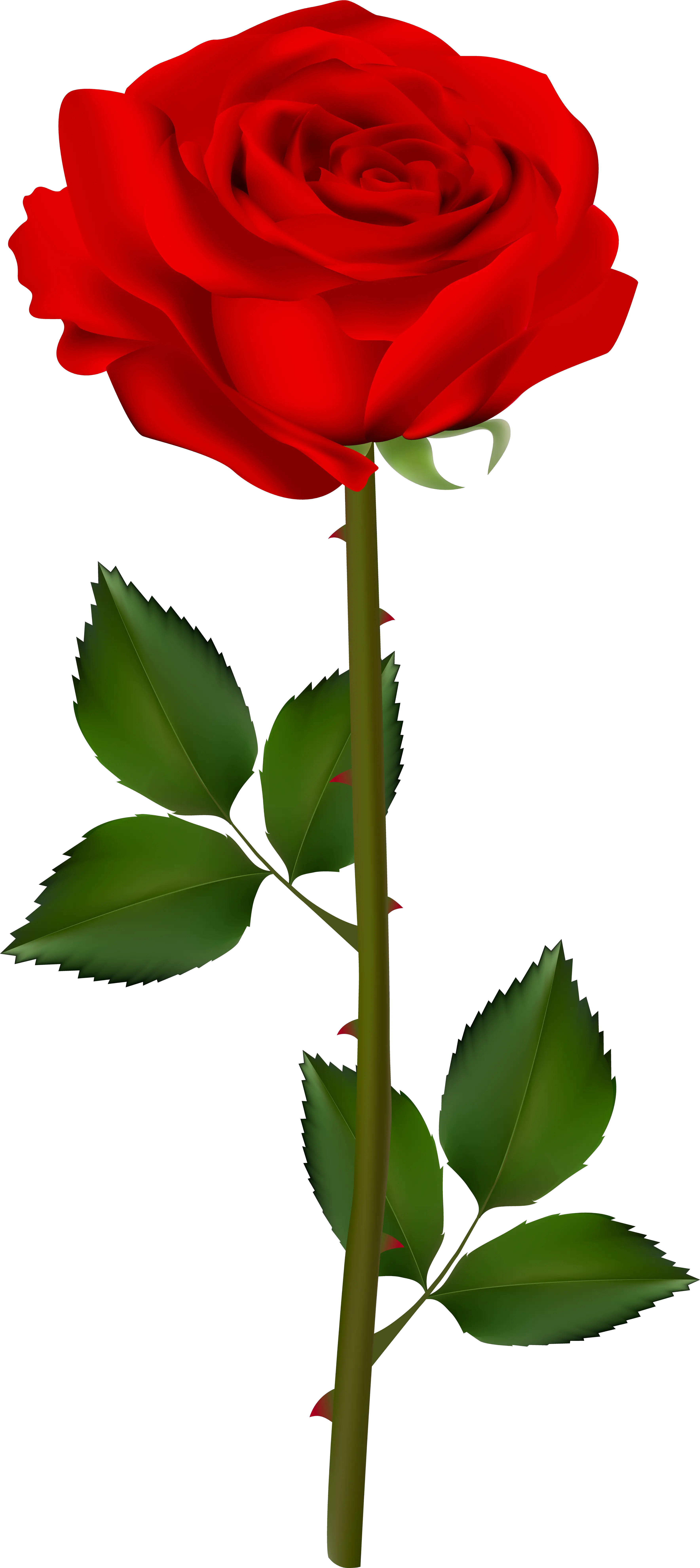 Rose Transparent Clipart Png Roses