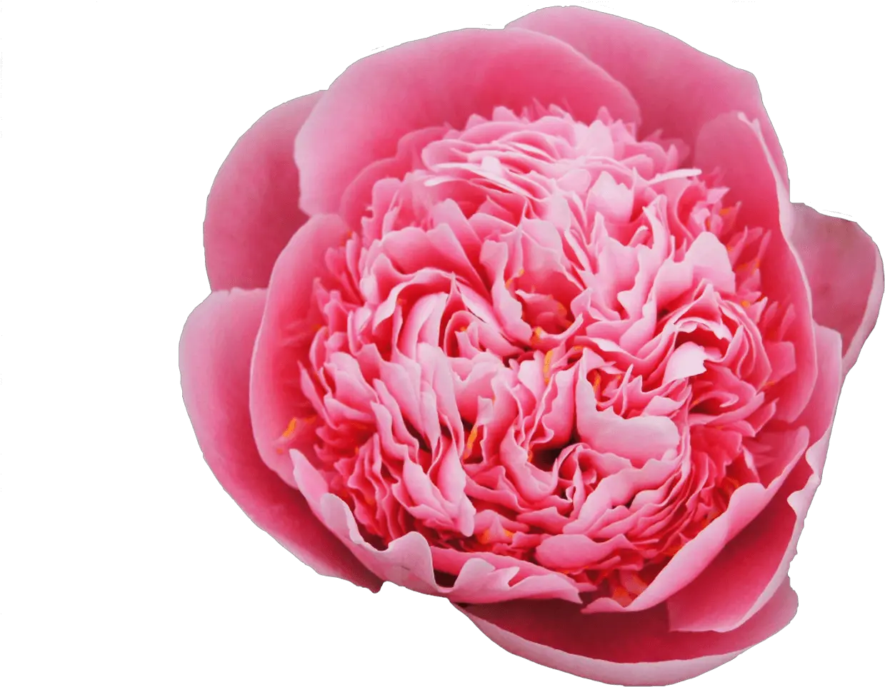Download Common Peony Png Image With No Background Pngkeycom Peony Peony Png