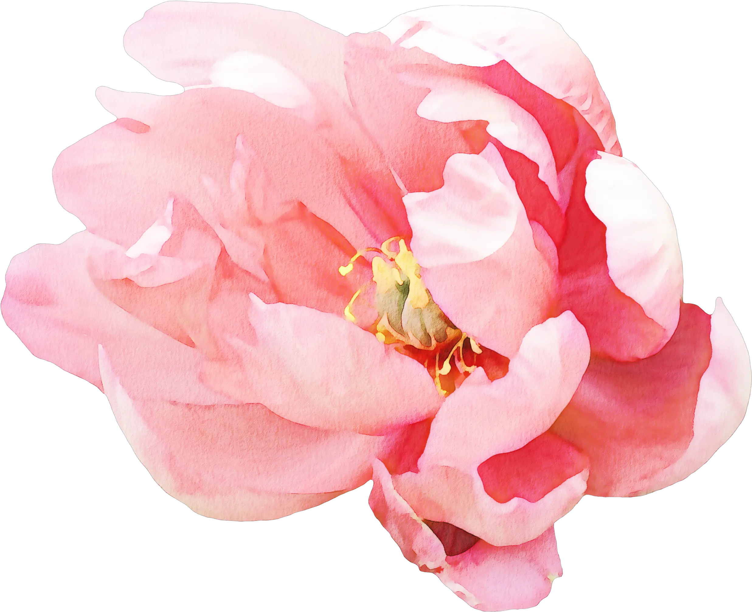 Floral Wall Decals Peony 3 Peony Png Peony Transparent