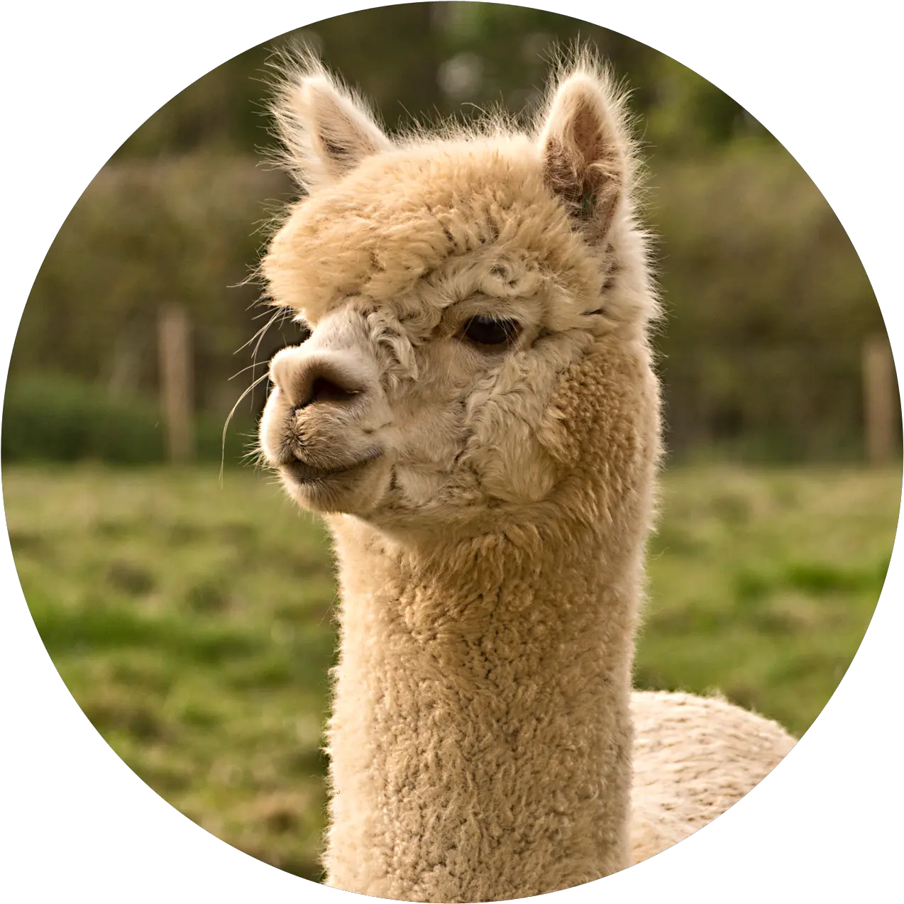 Meet The Alpacas Georgieu0027s Alpacas Pedigree Alpacas For Fresh Png Alpaca Png
