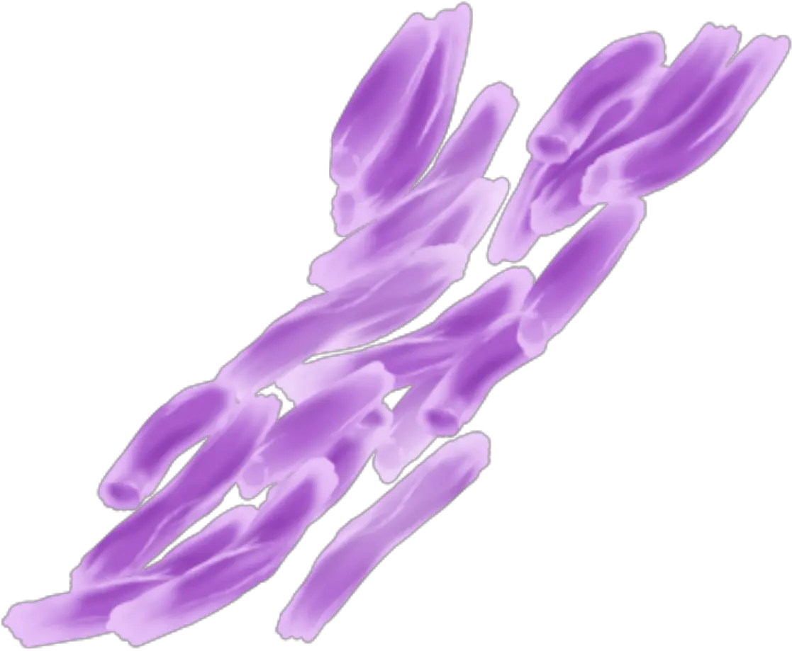 Scientists Find Protein Role In Tuberculosis Bacteria Growth Mycobacterium Tuberculosis Transparent Background Png Bacteria Transparent