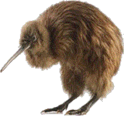 Download Free Png Kiwi Bird Kiwi Kiwi Bird Png