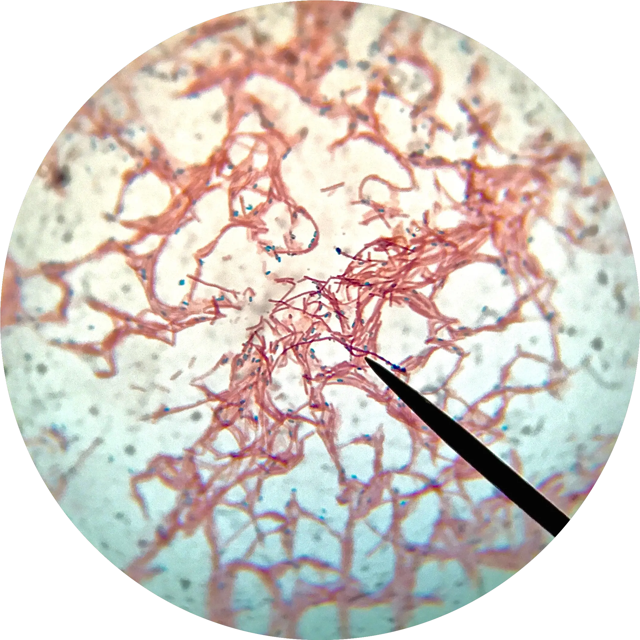 Bacillus Subtilis Endospore Stain Bacillus Subtilis Endospore Stain Png Stain Png