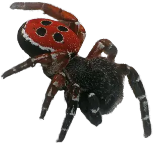Download Spider Free Png Transparent Image And Clipart Uk Endangered Species List Spider Png
