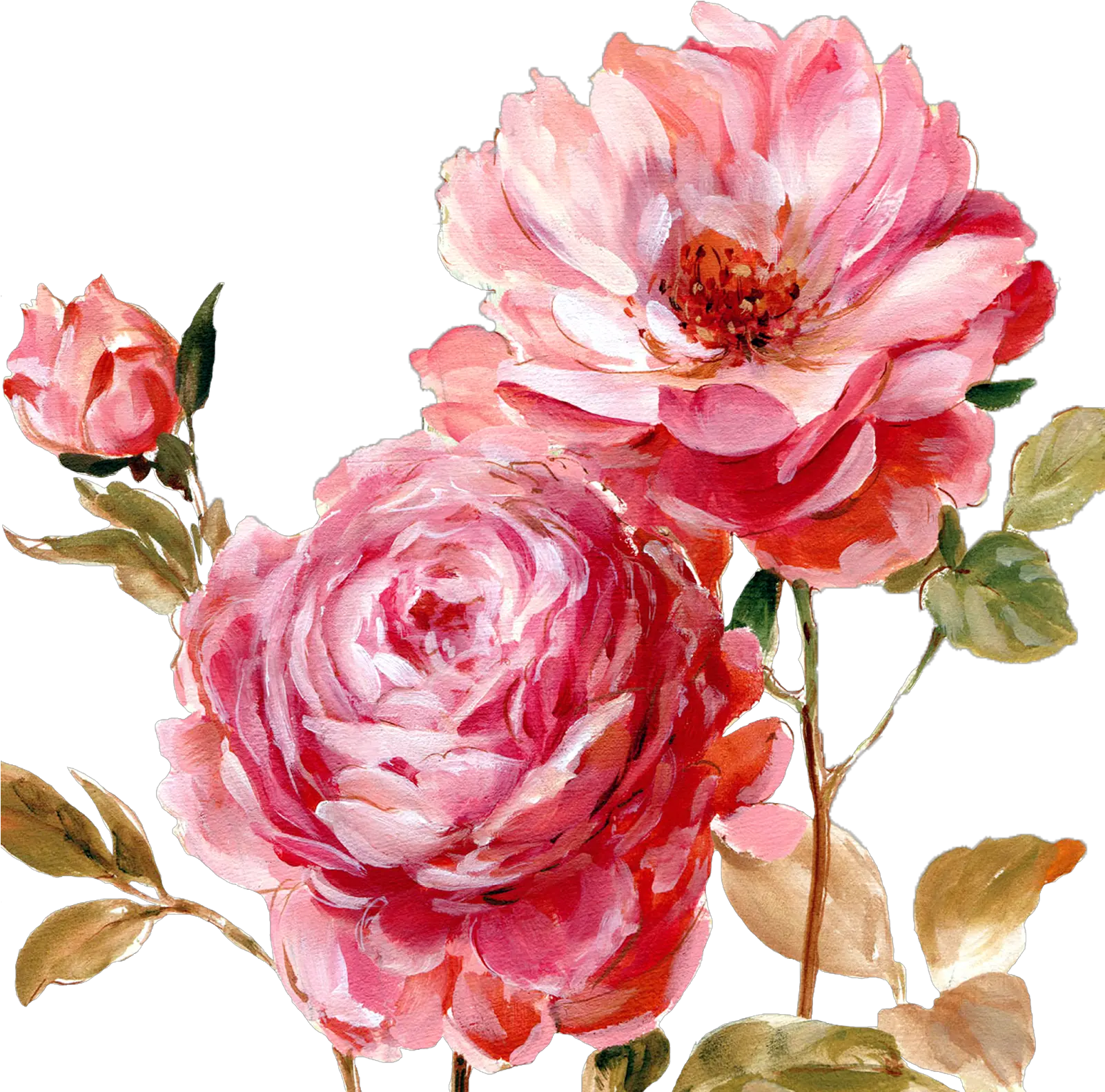 Peony Clipart Painted Png Peonies