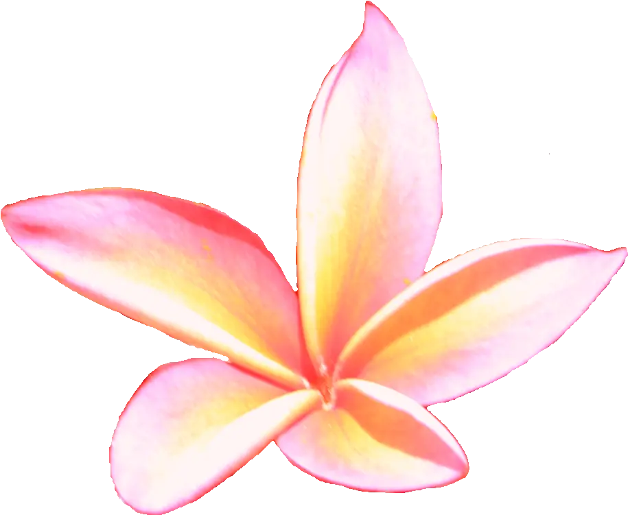 Free Hawaiian Plumeria Flower Photo Isolated Download Frangipani Png Plumeria Flower Png