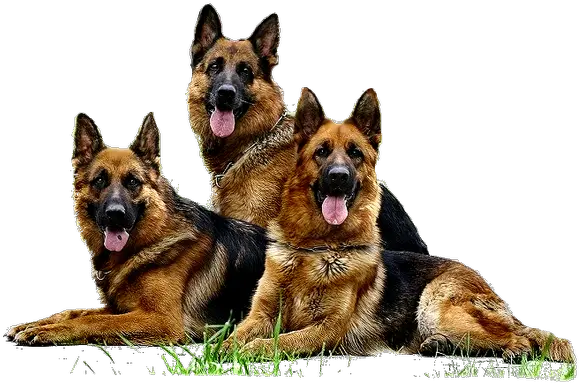 German Shepherd Png Png German Shepherd Png