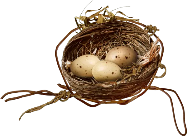 Bird Nest Egg For Easter 1937x1409 Twig Png Bird Nest Png