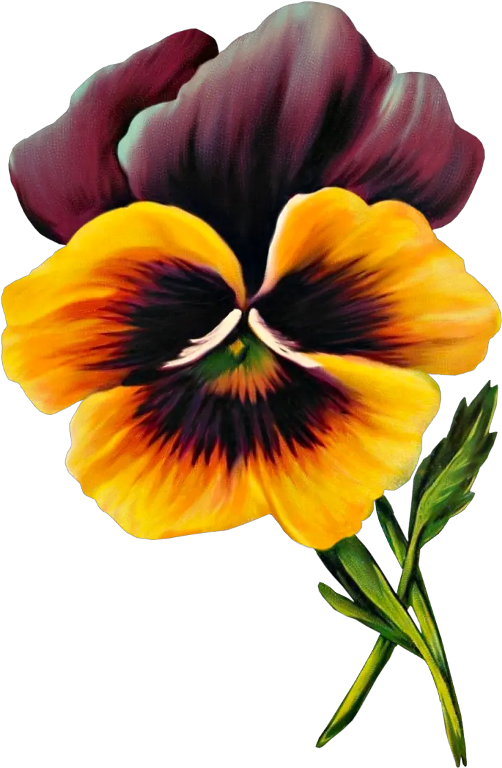 Download Frangipani Clipart Purple Hawaiian Flower Png Image Pansy Hawaiian Flower Png