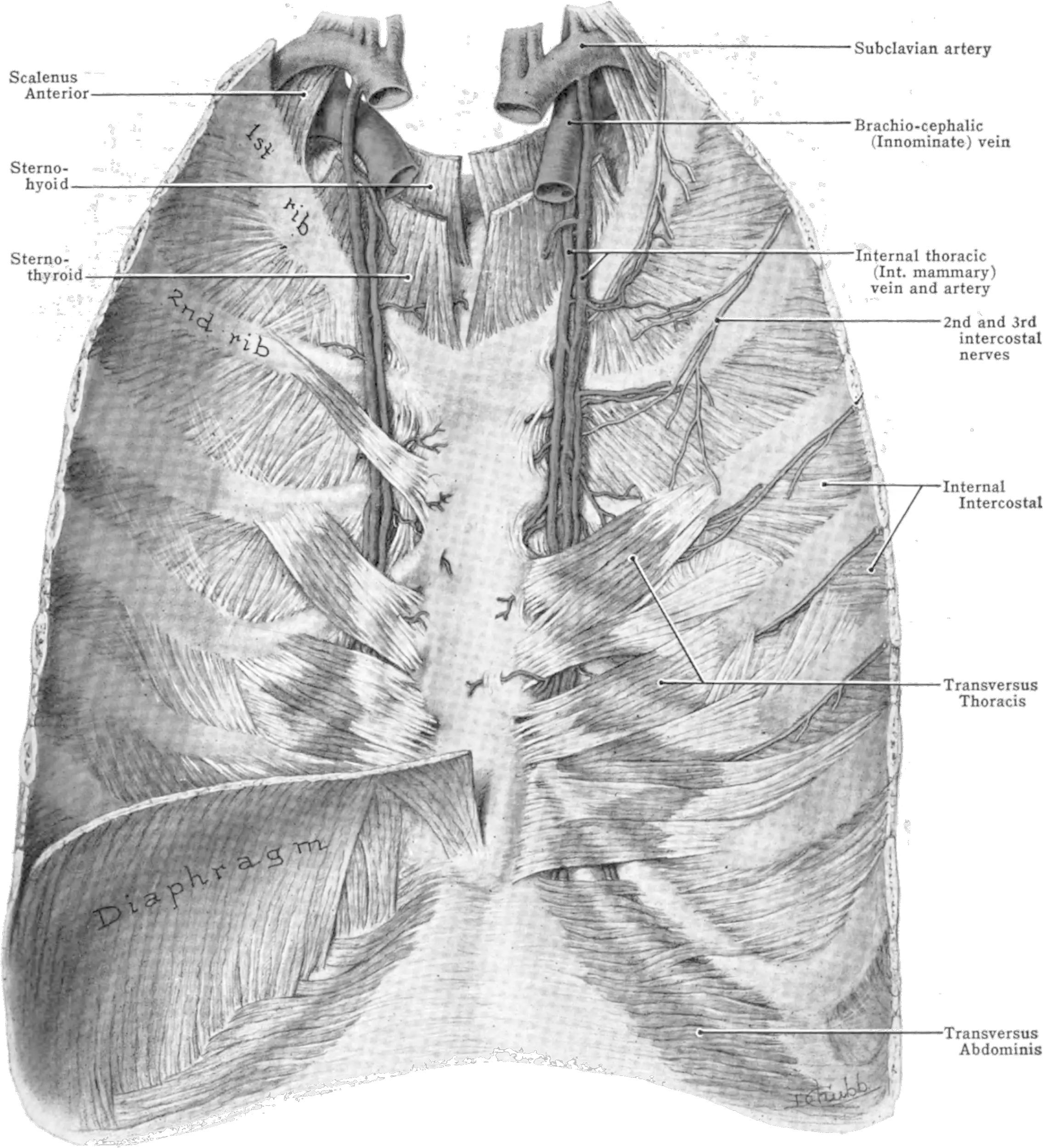 Grant 1962 407 Internal Thoracic Artery Wikimedia Png Vein Png